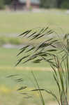 Field brome